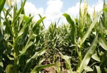 En Nidera celebran que “volvimos a hacer agronomía” y aseguran que el maíz inicia un nuevo salto productivo Nidera asegura que el maíz argentino inicia una nueva etapa impulsada por la agronomía, la genética y la tecnología. La campaña récord y un posible año Niño alimentan el optimismo.