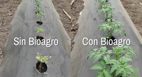 Bioagro S.R.L. realizó en La Plata, Buenos Aires, un ensayo en cultivos de tomate utilizando fertilizantes y estimulantes químicos-biológicos. Acompañando la tendencia mundial de utilización de productos más amigables con el medio ambiente en el agro, la empresa entrerriana vuelve a probar la eficacia de sus productos.