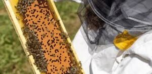 El Ministerio de Producción, Turismo y Desarrollo Económico de Entre Ríos mantuvo un encuentro con expertos del Gobierno nacional y del Servicio Nacional de Sanidad y Calidad Agroalimentaria (Senasa) para poner en marcha un Plan Sanitario Apícola en la provincia mesopotámica.