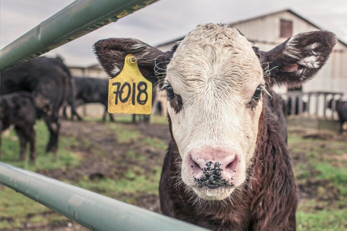 La carne de bovino argentina logra ingresar al mercado mexicano luego de 20 años
