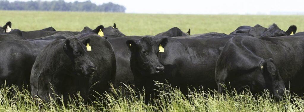 El puerto de Ibicuy impulsa la exportación de ganado en pie a Israel después de 50 años. Entre Ríos busca diversificar mercados y mejorar la rentabilidad ganadera.