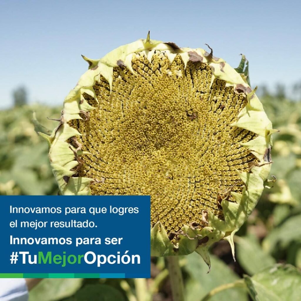 Para la campaña 2021/22, la marca fortalecerá el vínculo con el productor a través de mayores beneficios y de más opciones de asesoramiento de la siembra a la cosecha a través del Sistema NK DIGITAL