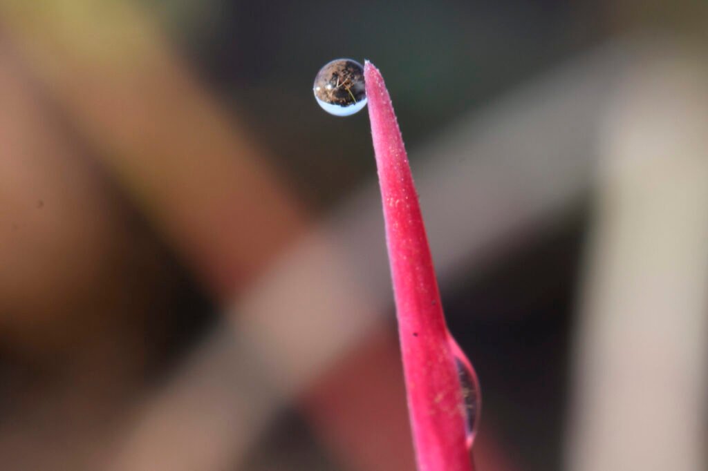 La compañía se encuentra en el proceso final de desarrollo y registro de un nuevo herbicida pre siembra para el control persistente de Lolium spp. en trigo. Su nombre es Azugro™ y está basado en la tecnología Isoflex® active.