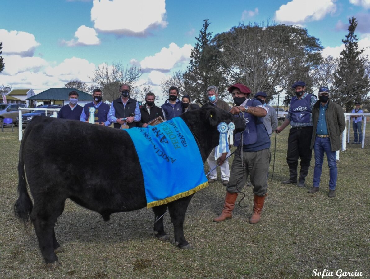 La 77º Exposición Ganadera de la Sociedad Rural de Federal reunió lo mejor de la genética Angus de Entre Ríos, en una jura en la que participaron 19 hembras y 25 machos puros de pedigree y 14 hembras y 24 machos Puros Controlados.