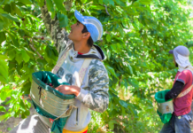 Reforma laboral agraria: el Gobierno avanza con cambios clave y la SRA reclama un marco moderno para el campo