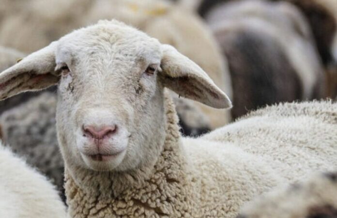 oveja-1536x993