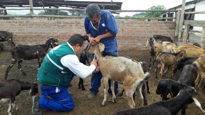 brucelosis-enfermedad