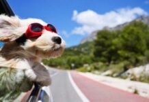 Argentina tiene 20 millones de mascotas, pero la vacunación sigue siendo una deuda pendiente Ocho de cada diez hogares tienen mascotas, pero los veterinarios alertan por la baja vacunación