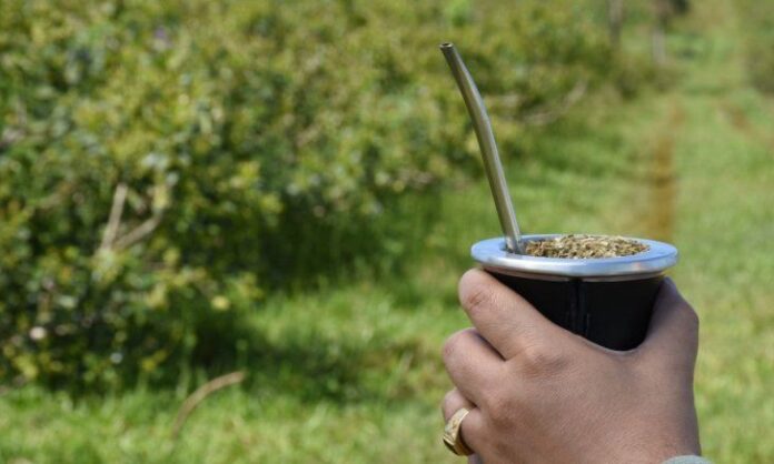 Argentina establece récord en exportaciones de yerba mate en 2024