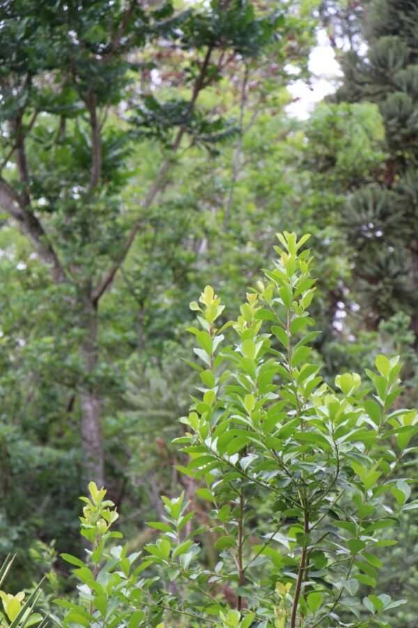 La yerba mate fue el cultivo colonizador en esta región, a principios de 1900, con lo cual son 120 años de historia del uso del suelo.