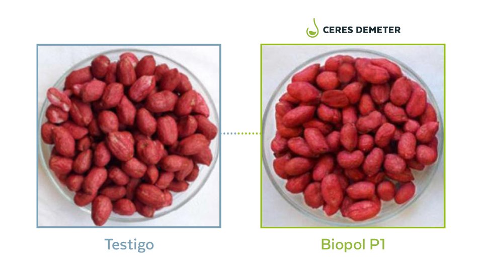 La empresa de investigación y desarrollo de productos biológicos para el sector agrícola, Ceres Demeter, dio a conocer los resultados positivos del biopolímero recientemente elaborado para el cultivo de maní. El producto está formulado a base de compuestos naturales y susceptible de ser aplicado como recubrimiento a semillas de maní.