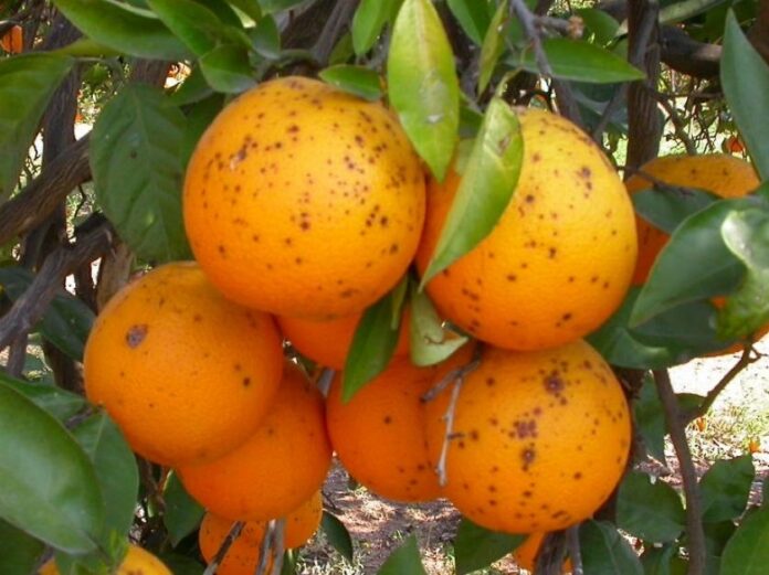 5f50dac9b5277_837_627!