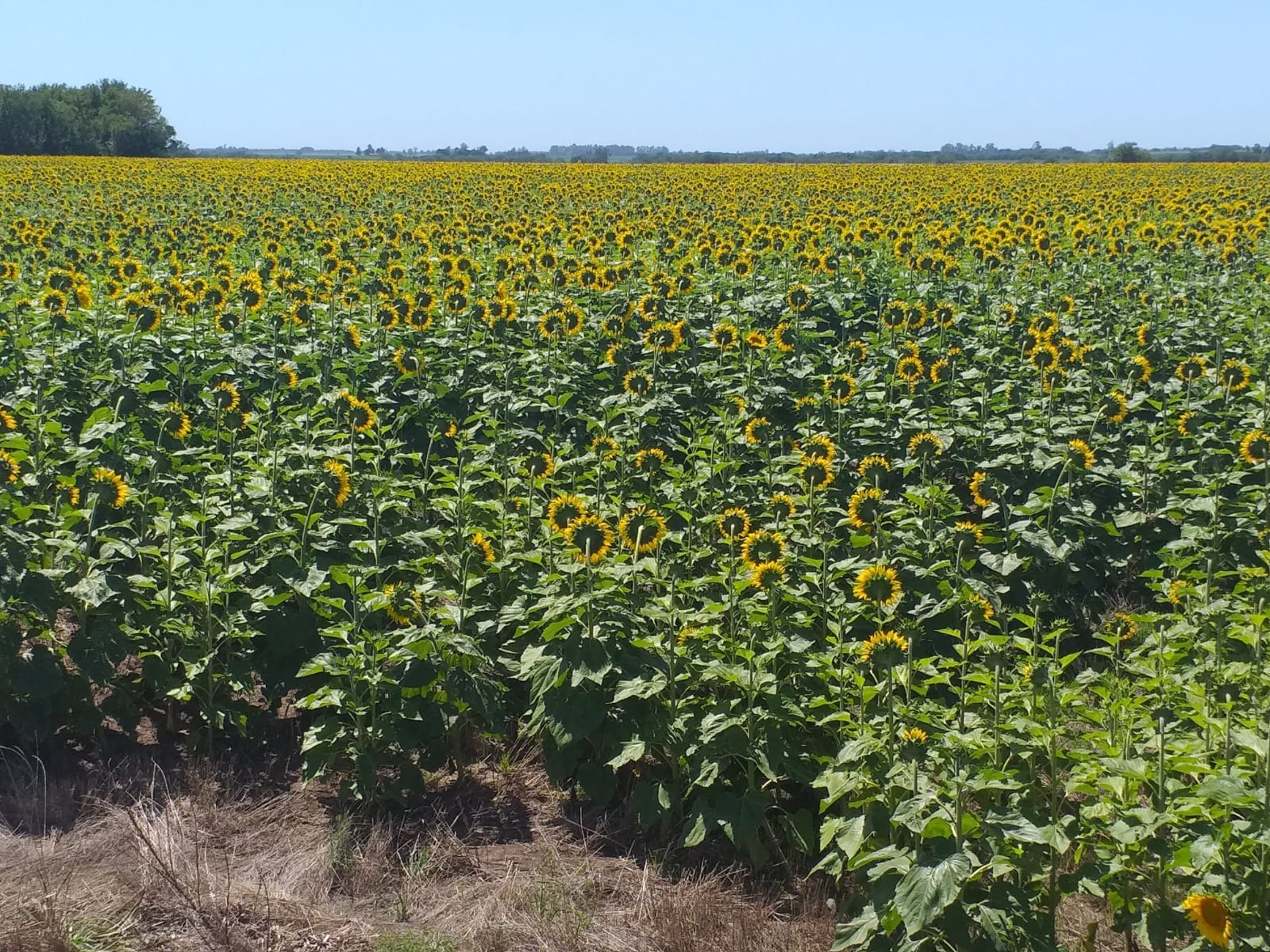 Girasol : cerró la cosecha de girasol con una producción de 3,9 millones de  toneladas