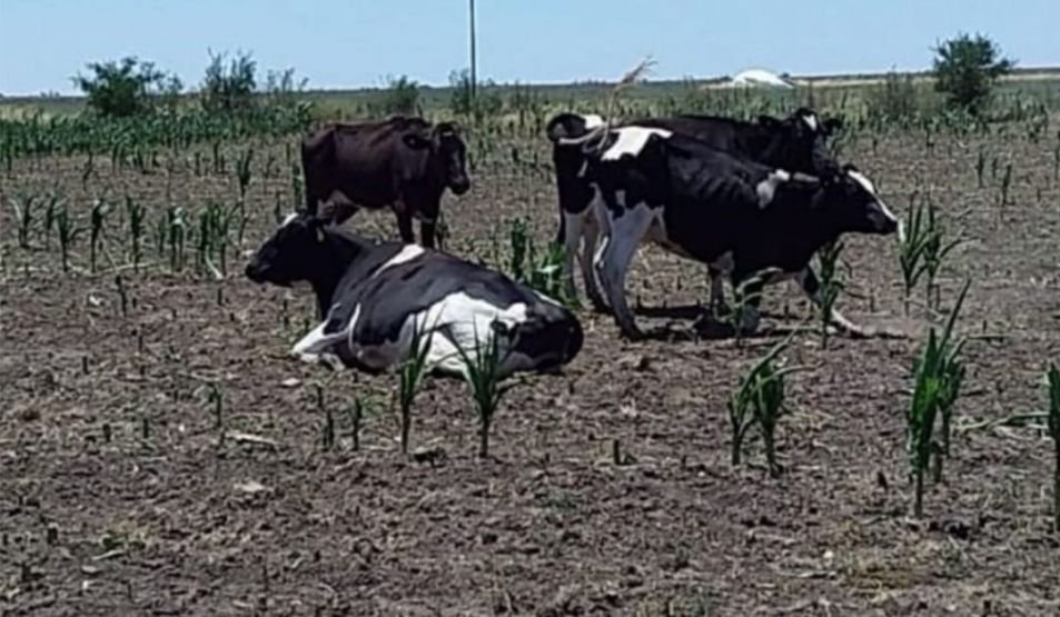 La histórica crisis climática que nos viene castigando durante las últimas tres campañas nos ha dejado sin las reservas que quedaban de la campaña 22-23. En la actual, la crisis continúa profundizándose y no sabemos cuándo terminará
