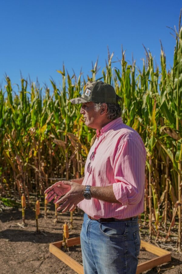 KWS realizó su segundo demostrativo agronómico regional (DAR) en Jesús María (Córdoba). Los nuevos híbridos para el ambiente sanitario y la intención de capacitarse captaron la atención de productores y asesores técnicos. La genética y la agronomía, hacen la diferencia.