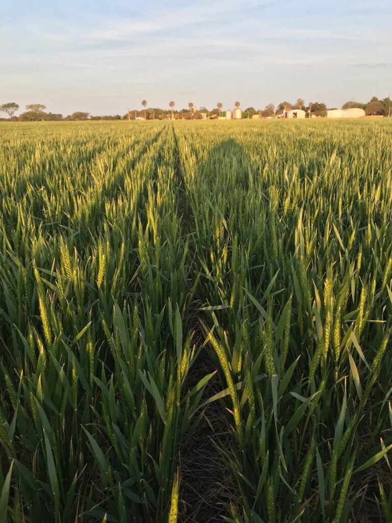 Trigo - compo expert - fertilización