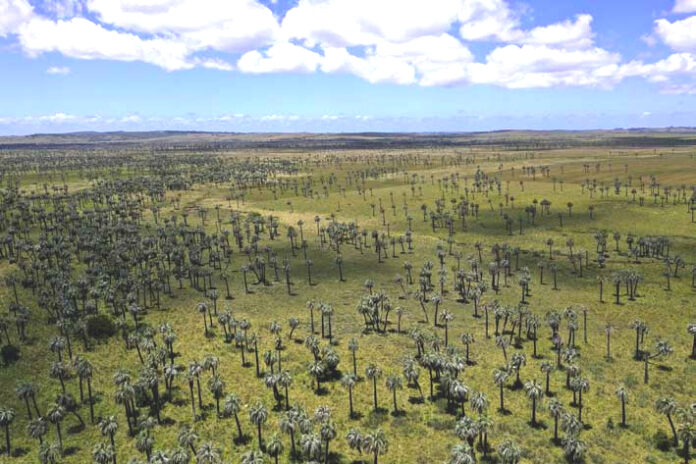 oyarzabal-savanna-butia (cr Mauricio Bonifacino)