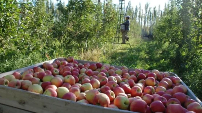 Un año difícil para la producción de peras y manzanas en el Alto Valle