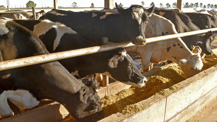 Producción lechera argentina repunta en volumen, consumo e insumos. Analizamos márgenes, exportaciones y riesgos para mantener el ciclo de crecimiento.