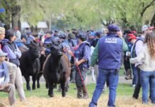Ganadería argentina: “es la oportunidad de invertir”, la advertencia clave de Angus sobre su crecimiento ganadería argentina Angus crecimiento sector cárnico