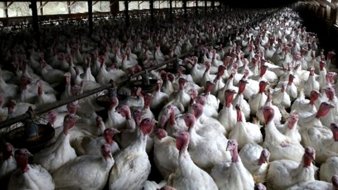 Tras gestiones diplomáticas y técnicas, Argentina retoma las exportaciones avícolas al exigente mercado japonés