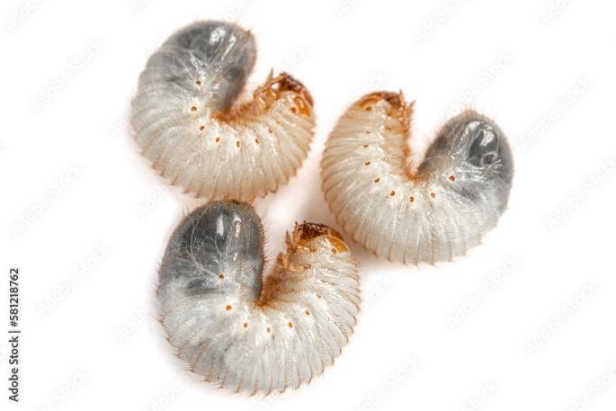 Larvas de Bicho Torito( Diloboderus abderus)  
