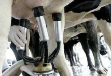 Quiebra definitiva de empresa productora de famosos postres y yogures vinculada a accionistas de Vicentin Producción láctea en un tambo.