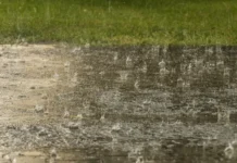 El Niño ya obliga a cambiar la estrategia en el campo: las recomendaciones del INTA para evitar pérdidas y aprovechar el agua