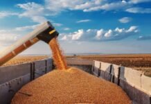 Exportaciones agroindustriales crecen 7% en 2026 y revelan un cambio clave en el mapa productivo Las exportaciones agroindustriales de Argentina cerrarán julio 2025 con ingresos por más de US$3800 millones, gracias a la baja de retenciones.