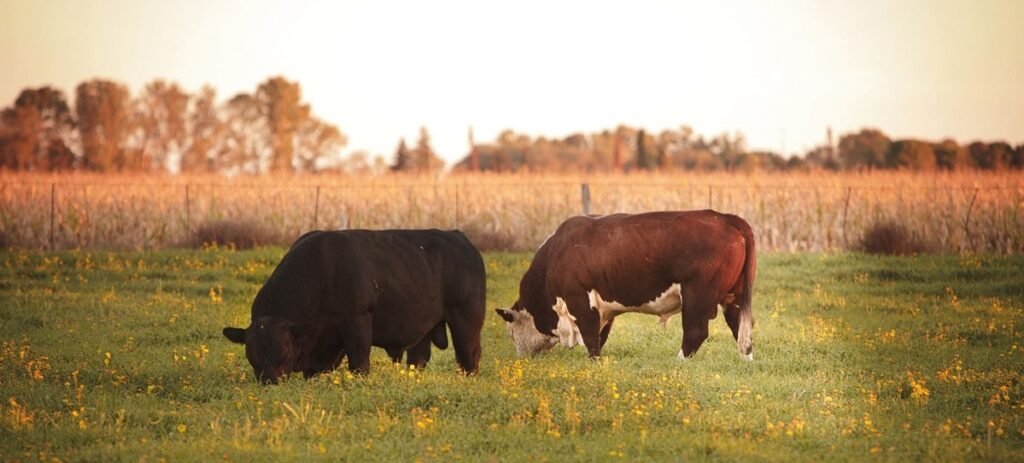 El cuero bovino crudo era uno de los pocos subproductos cárnicos gravados con retenciones especiales.