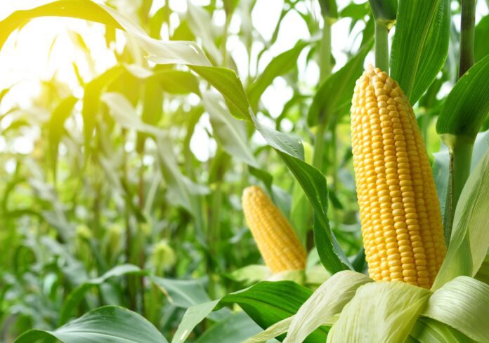 Plantación de maíz