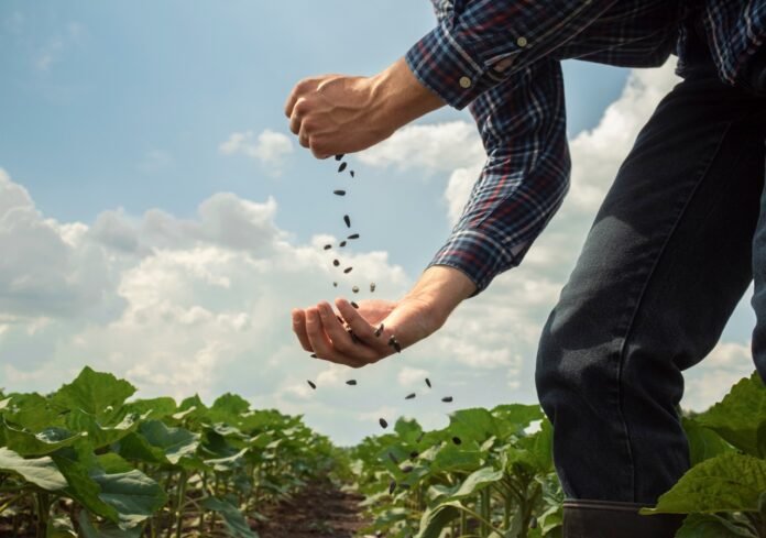 Cosecha récord de girasol argentino en la campaña 2024/2025