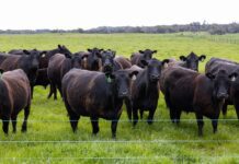 Sarna bovina empeora por resistencia farmacologica urgente revision de tratamientos y medidas de bioseguridad