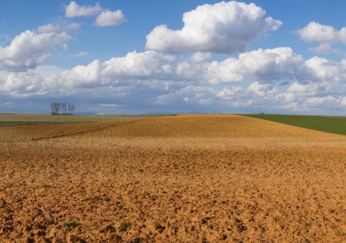 La Bolsa de Cereales de Córdoba informó que los alquileres agrícolas para la campaña 2025/26 se mantienen en 11,5 qq/ha. Medidos en dólares, caen al menor nivel en seis campañas.