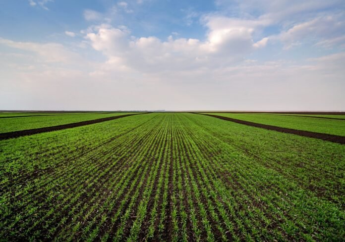 La Bolsa de Cereales de Córdoba informó que los alquileres agrícolas para la campaña 2025/26 se mantienen en 11,5 qq/ha. Medidos en dólares, caen al menor nivel en seis campañas.