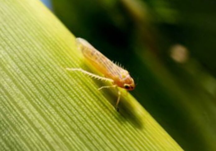 chicharrita-editado-2 La Red Nacional de Monitoreo de Dalbulus maidis destaca un panorama favorable, aunque se mantienen desafíos en zonas puntuales.