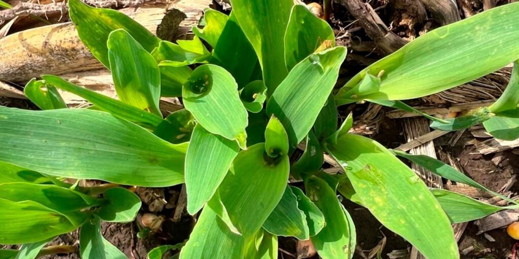 Chicharrita del maíz: monitoreo constante para prevenir futuras pérdidas en cultivos argentinos
