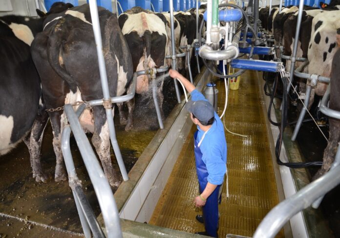 Luz de alerta en la lechería argentina: costos productivos en niveles críticos