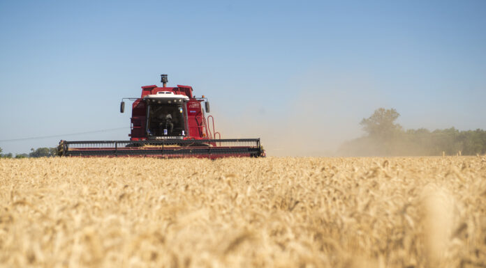Cosecha. Exportaciones de trigo.