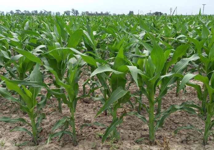 El maíz vuelve a liderar la campaña gruesa en la región núcleo, con 1,8 millones de hectáreas proyectadas para la siembra 2025.