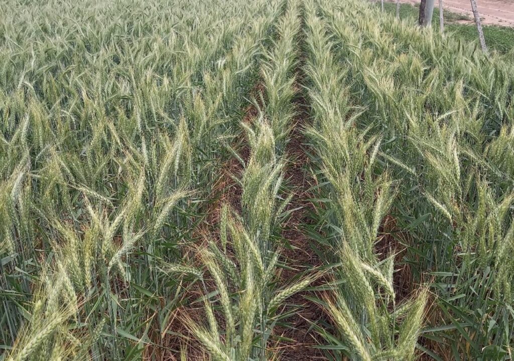 Los derechos de exportación y la campaña fina: obstáculos para consolidar la recuperación.