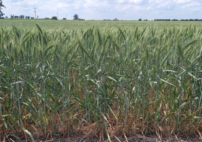 Lote con trigo; bueno a muy buen estado, en etapa de grano pastoso, en el suroeste del departamento Castellanos-2 La rotación con gramíneas mejora la sustentabilidad y reduce riesgos frente a márgenes bajos.
