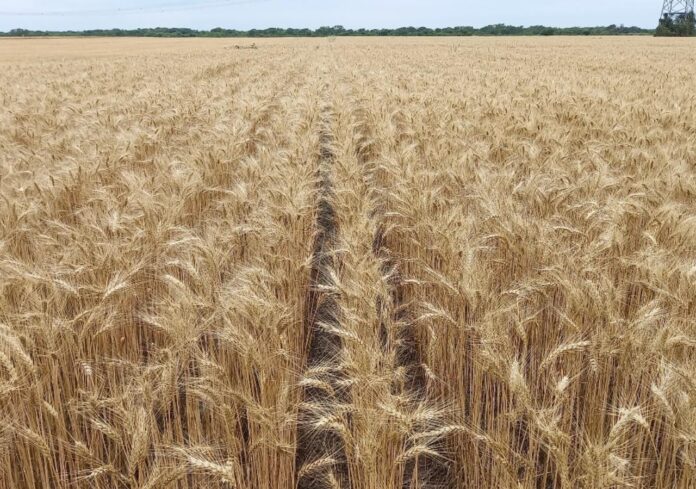 Un panorama mixto para la campaña de trigo 2025/26