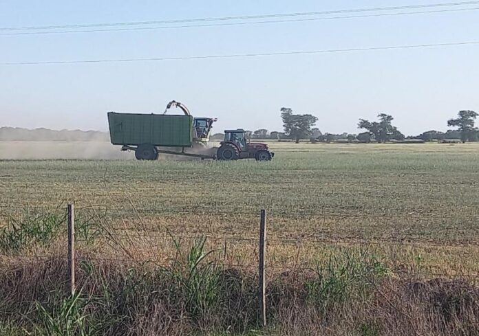 Tractor sembrando trigo en campo húmedo durante la campaña 2025