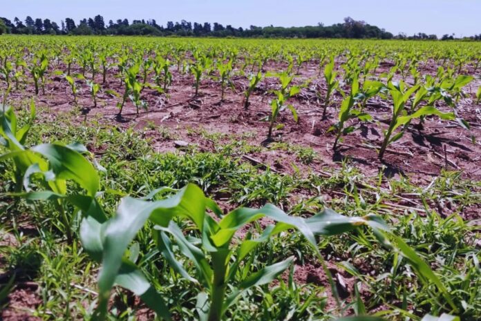 Maìz tardío Las lluvias y las innovaciones en semillas marcan el rumbo de una campaña prometedora para la siembra tardía de maíz.
