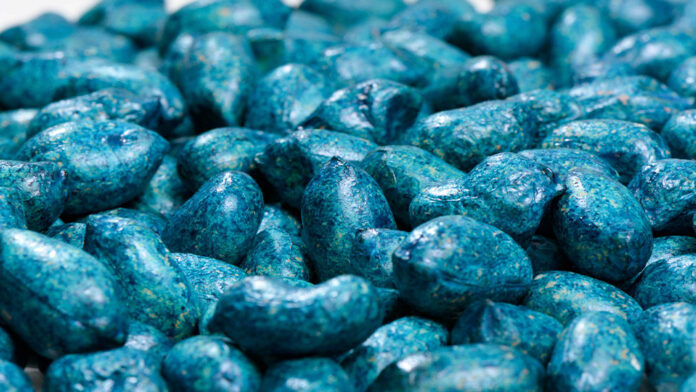 Semillas de maní preinoculadas en biopolímero de recubrimiento. Foto: gentileza investigadora.