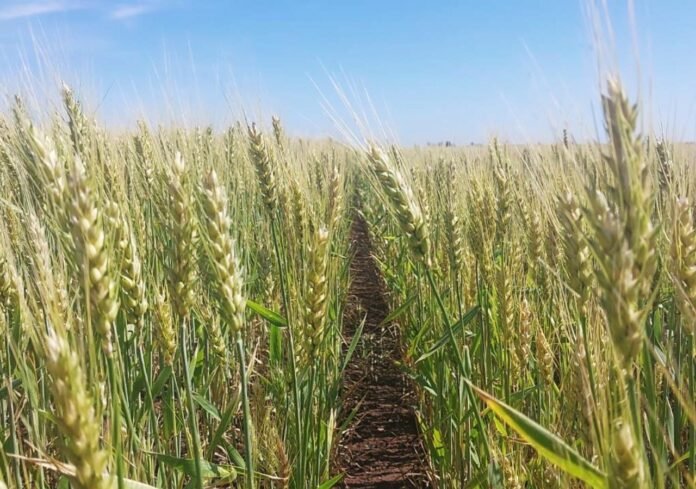 La Bolsa de Cereales de Buenos Aires afirma que la rebaja de retenciones para trigo y cebada impulsa la tecnología, la producción y las exportaciones. Proyectan un aumento del 15% en divisas.