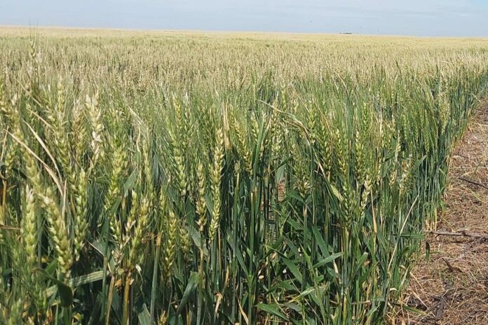 Trigo en argentina, afectado por precios bajos