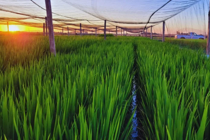 Producción de arroz en Entre Ríos. Crédito: INTA