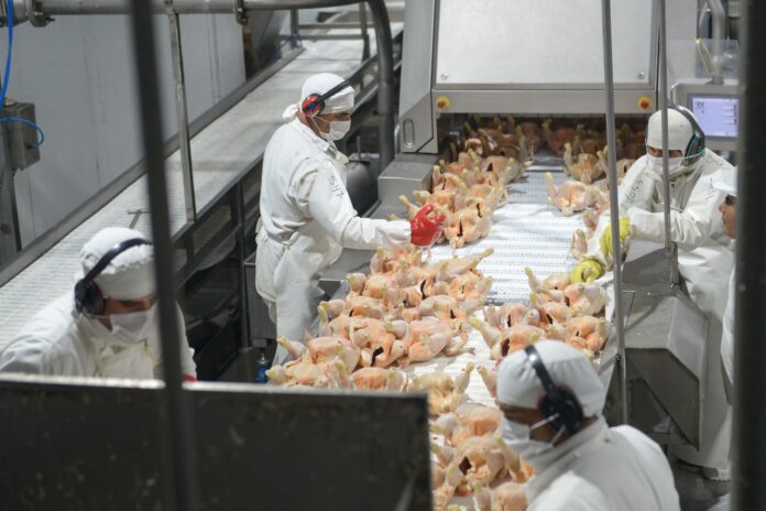 El crecimiento del sector avícola impulsa la economía exportadora argentina
